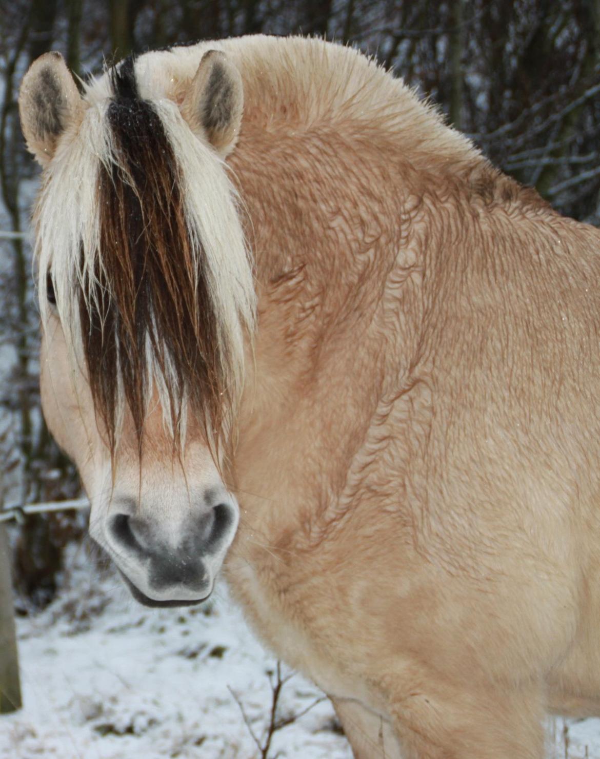 Fjordhest Thera Thorsø *Musse* billede 15