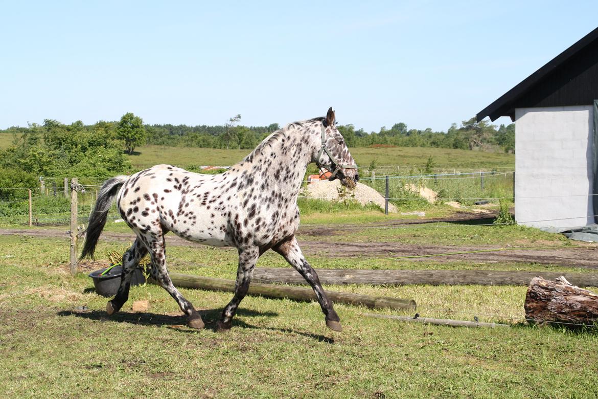 Knabstrupper Astor KNN 146 billede 4