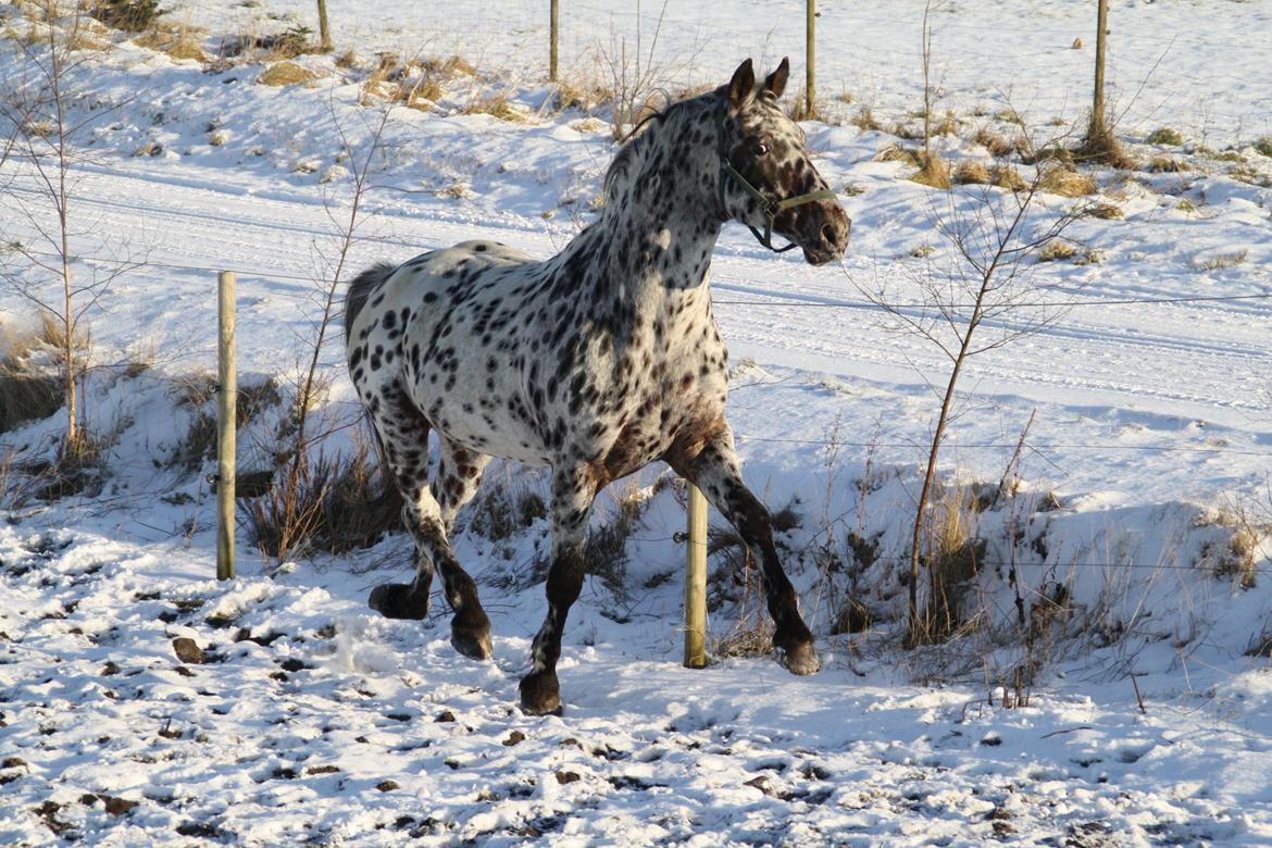 Knabstrupper Astor KNN 146 billede 1