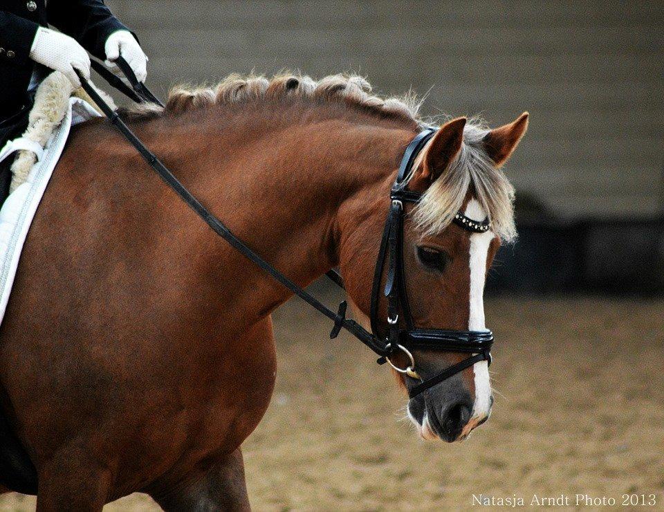 New Forest Firfod Flittiglize billede 1