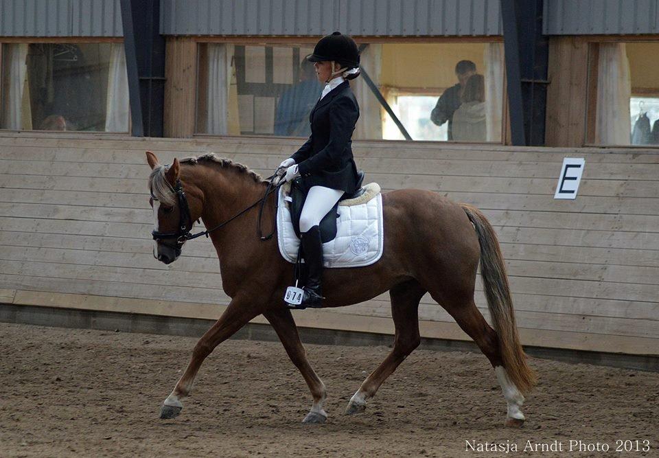 New Forest Firfod Flittiglize billede 11