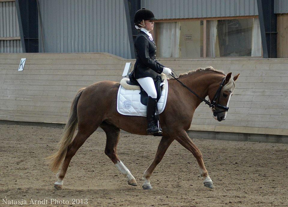 New Forest Firfod Flittiglize billede 12