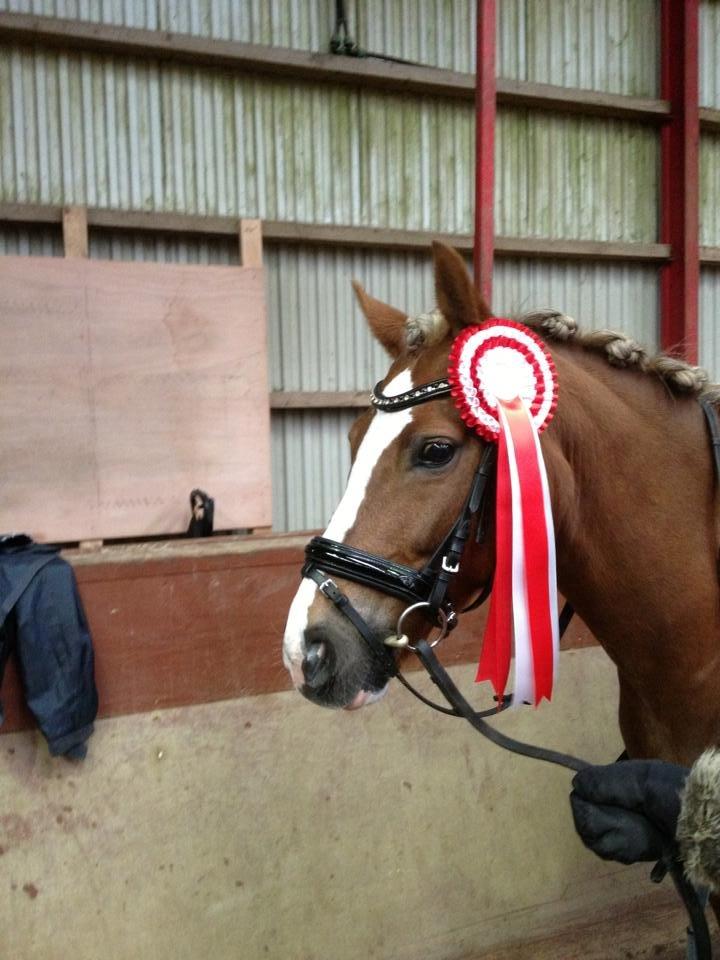 New Forest Firfod Flittiglize billede 13