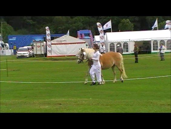 Haflinger alexandra billede 8