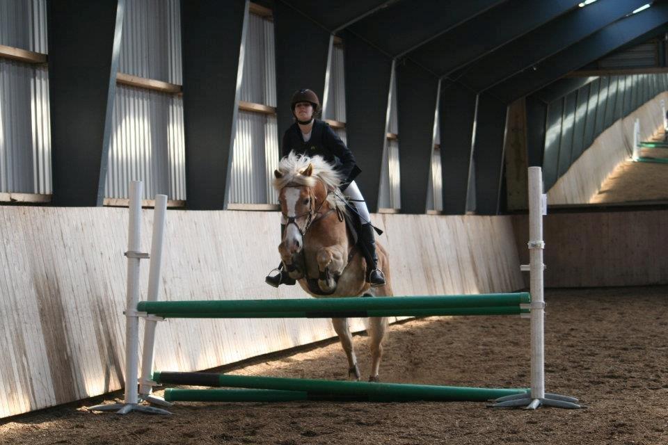 Haflinger alexandra billede 12