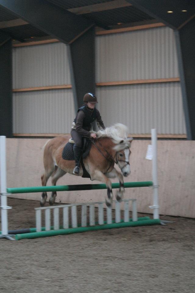 Haflinger alexandra billede 14