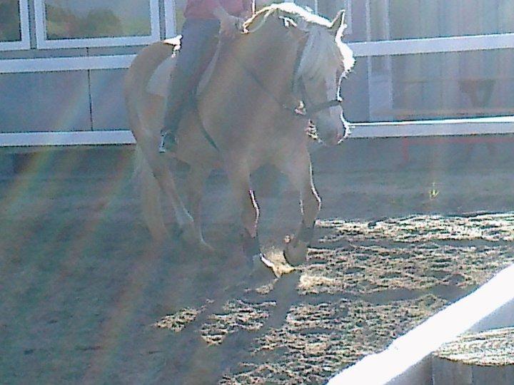 Haflinger alexandra billede 16