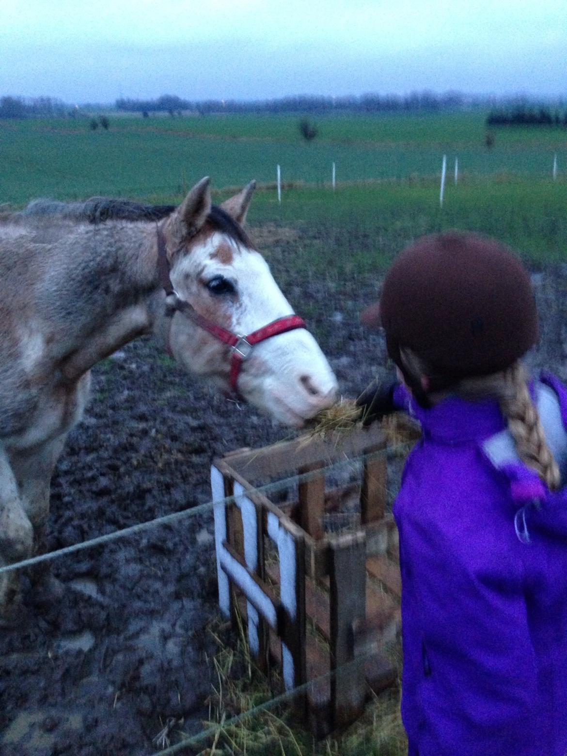 Criollo Diego billede 8