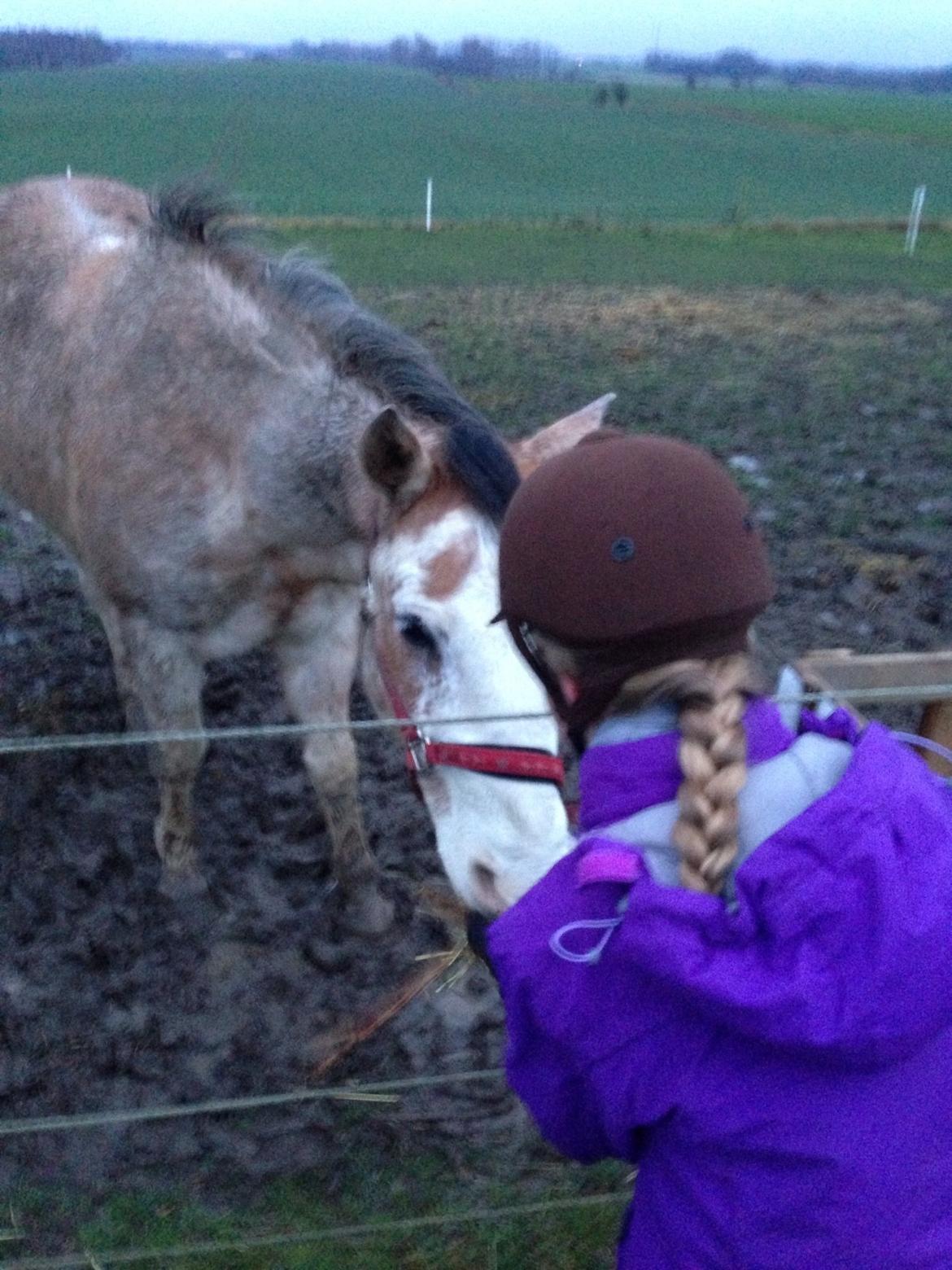 Criollo Diego billede 9