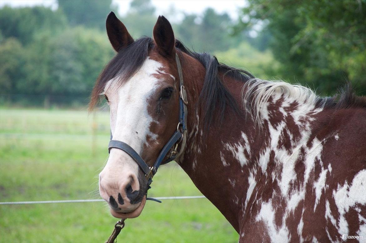 Criollo Don Pedro billede 21