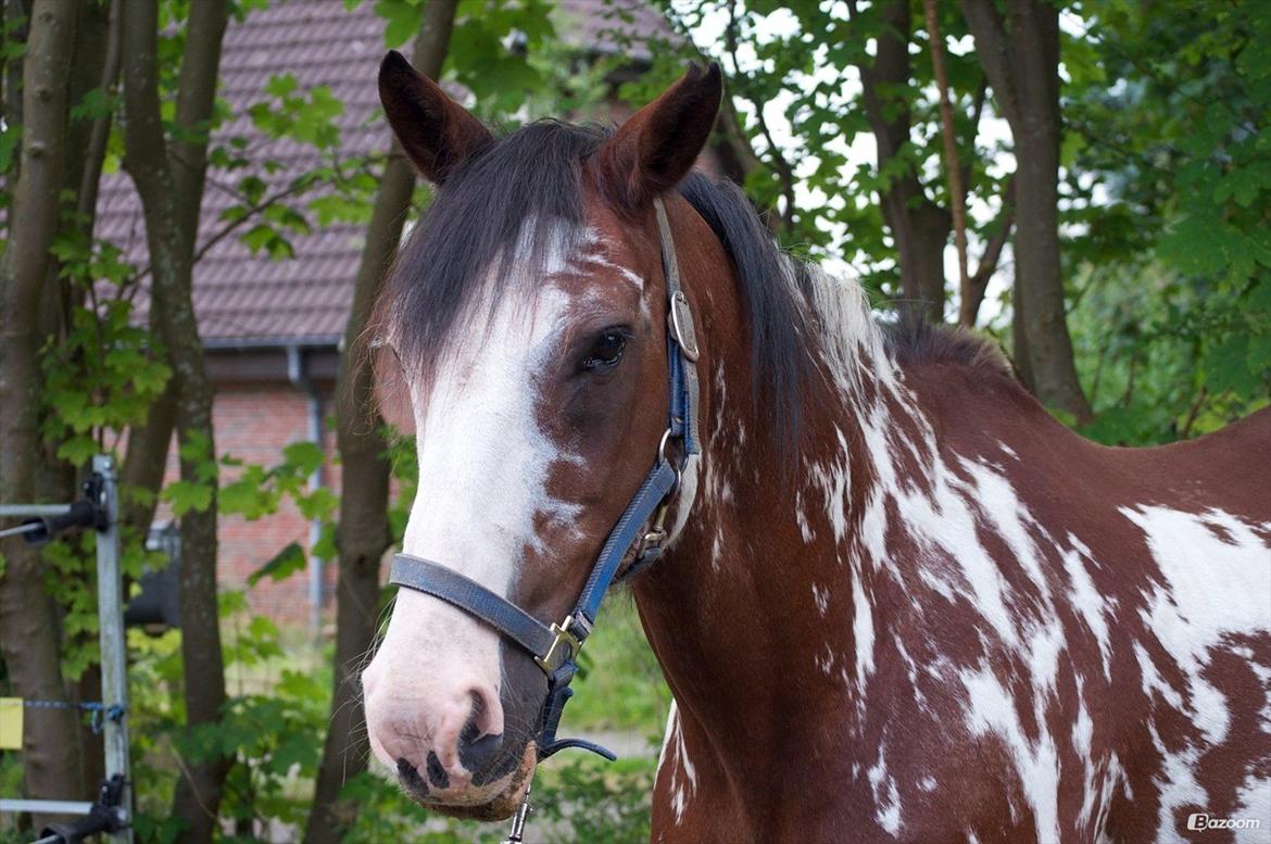 Criollo Don Pedro billede 24