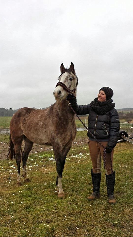 Anden særlig race Pegasus billede 10