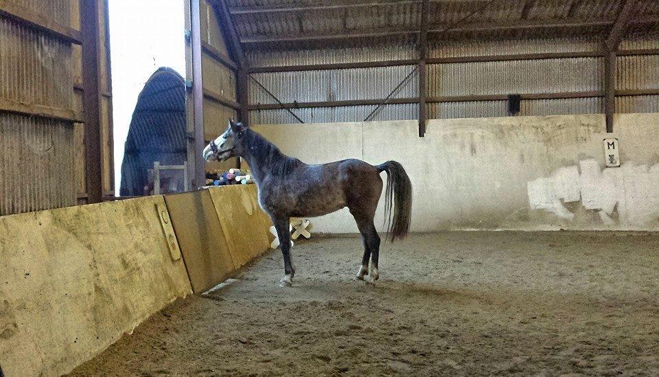 Anden særlig race Pegasus billede 11