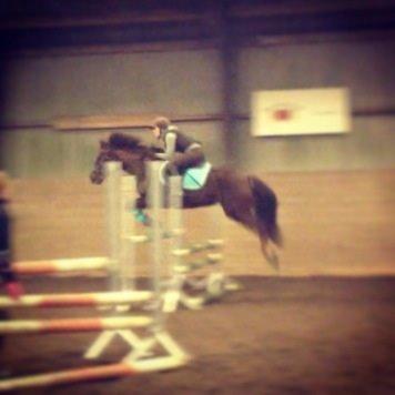 Anden særlig race Siegaard's Achilleus billede 7