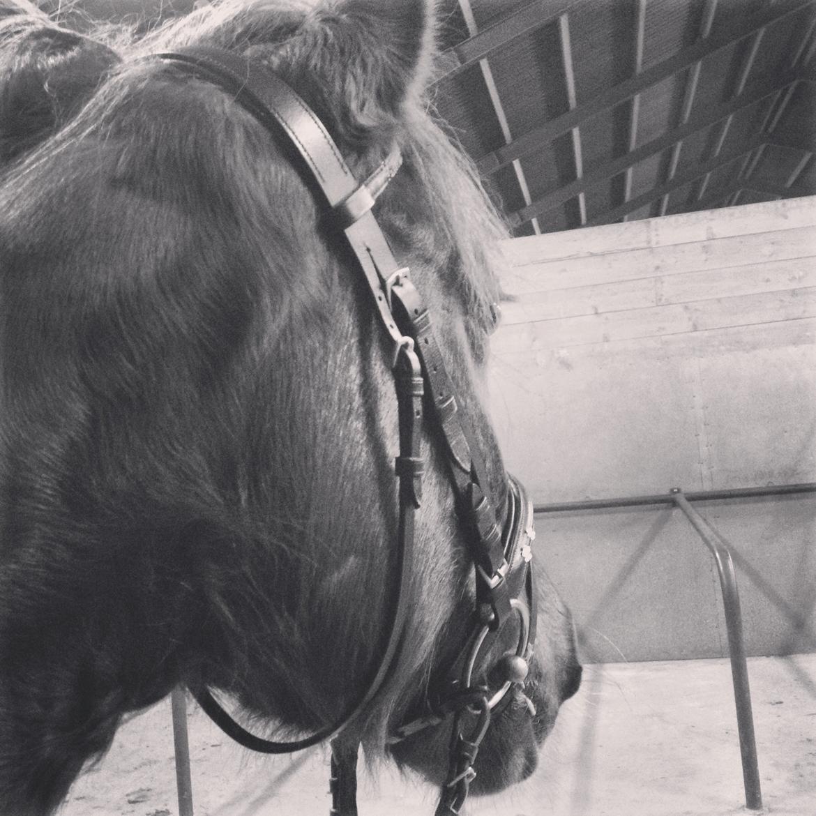 Anden særlig race Siegaard's Achilleus billede 8