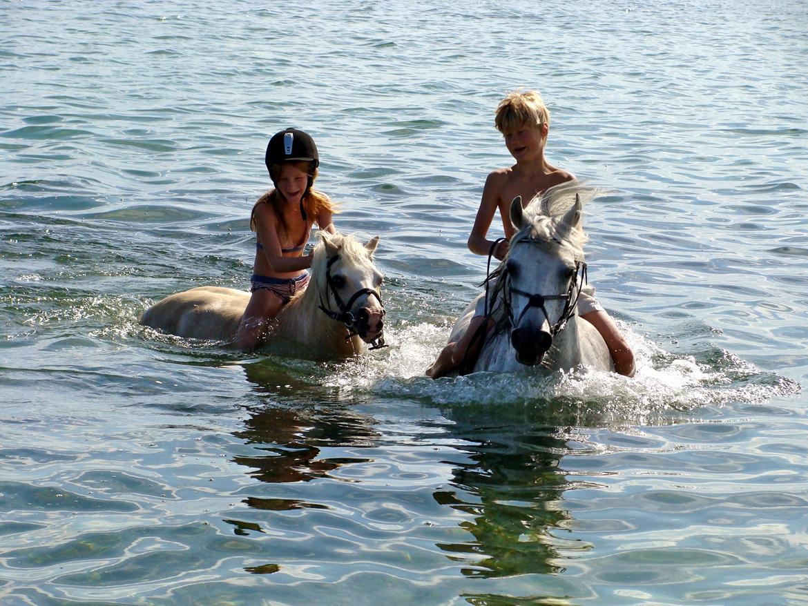 Welsh Pony af Cob-type (sec C) Santo - Tado på stranden på Samsø med Frederik <3 billede 4