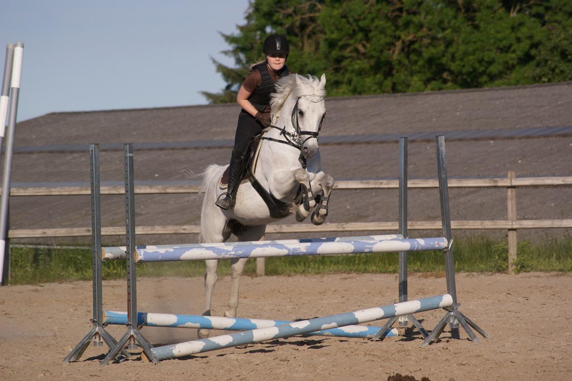 Welsh Pony af Cob-type (sec C) Santo - Santo til springtræning i sommers. :-) billede 6