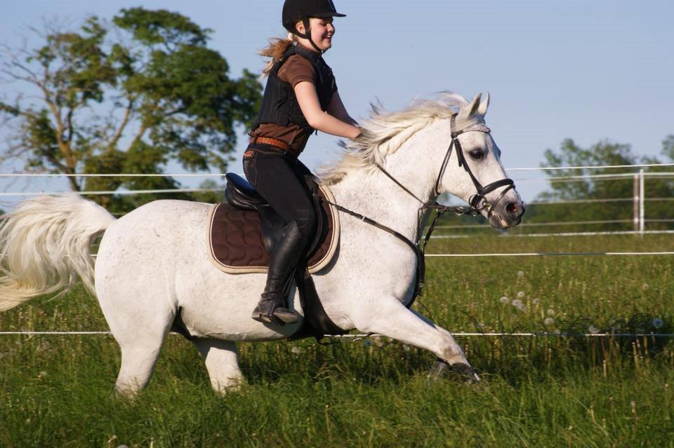 Welsh Pony af Cob-type (sec C) Santo - Santo er ALTID glad når der er markræs. :-) billede 7