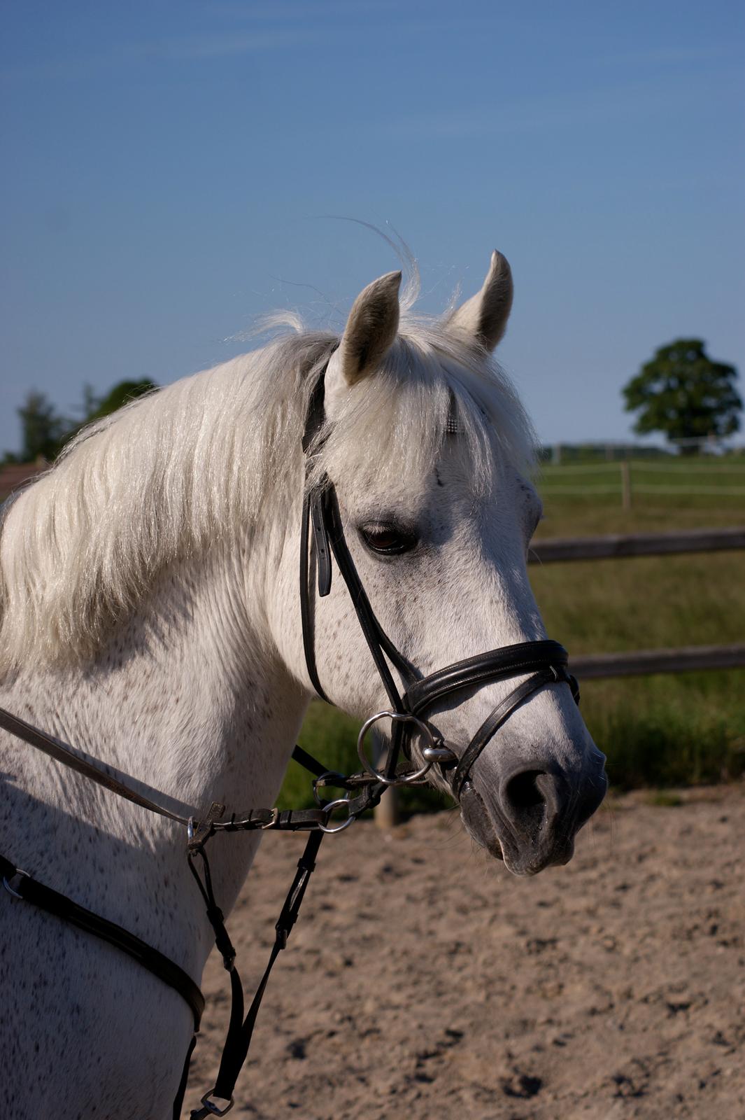 Welsh Pony af Cob-type (sec C) Santo - Smukke Santo efter en god springtræning. billede 2