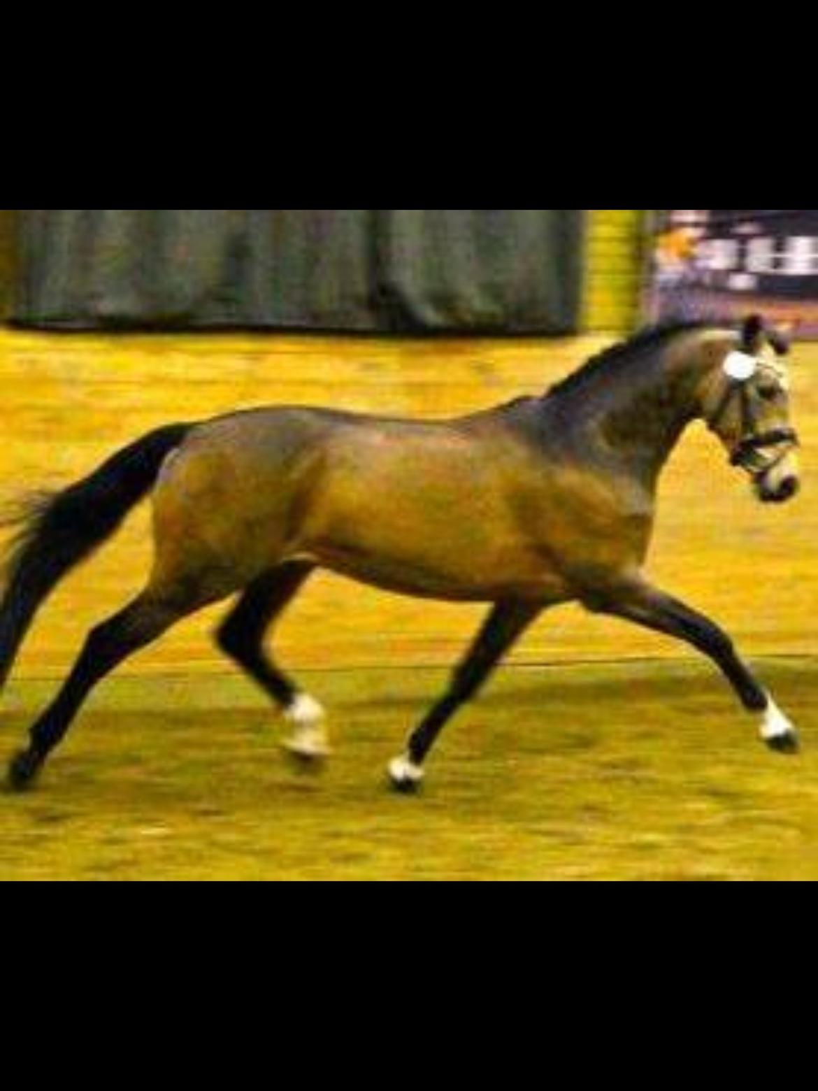 DSP Strandgaards challenger - A-pony billede 5
