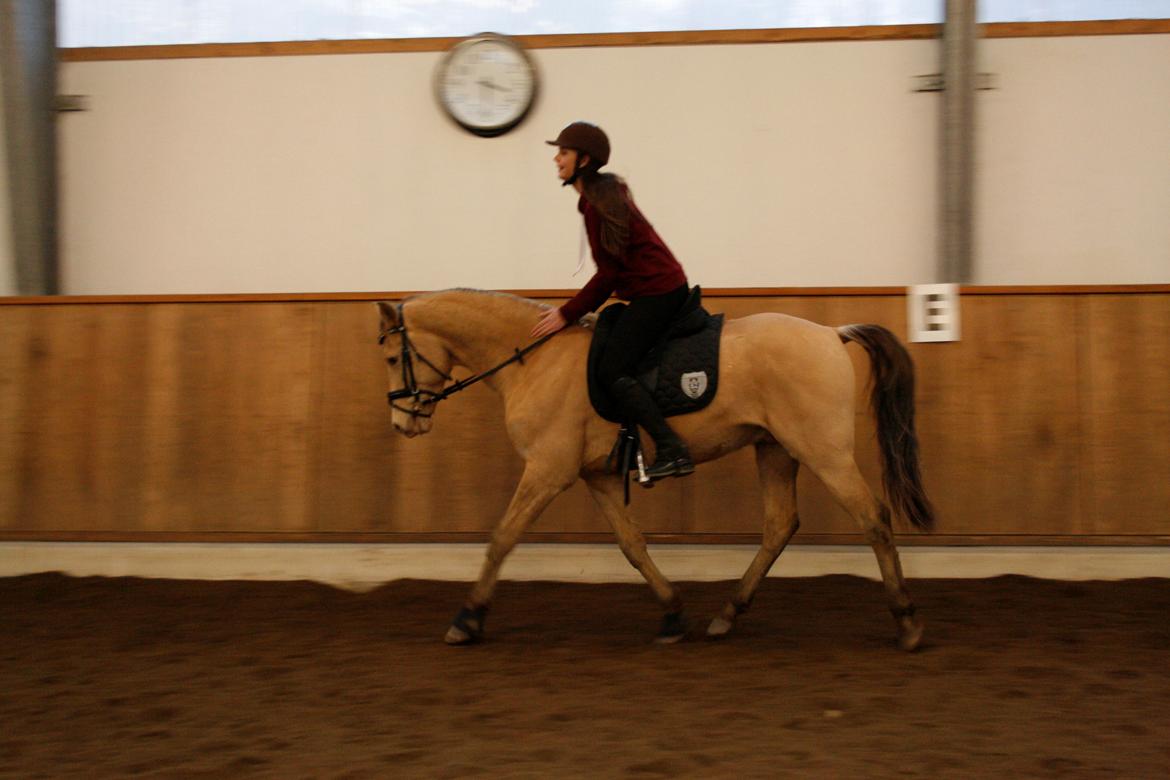 Anden særlig race Sioux billede 10