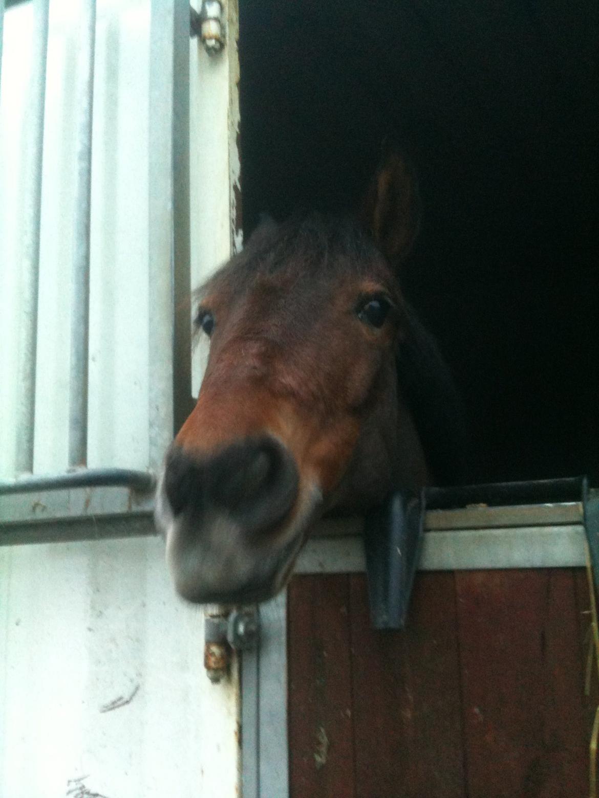 Svensk Sportspony  Ainée billede 3