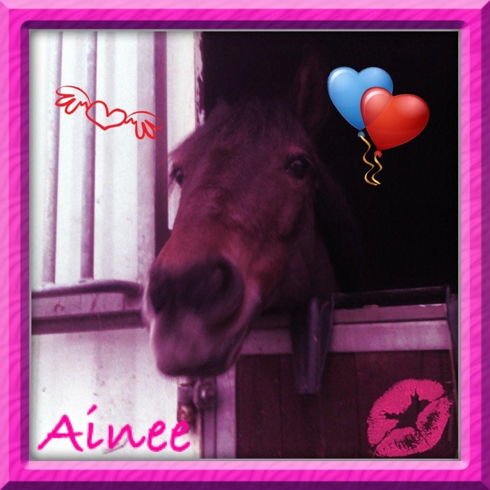 Svensk Sportspony  Ainée billede 4