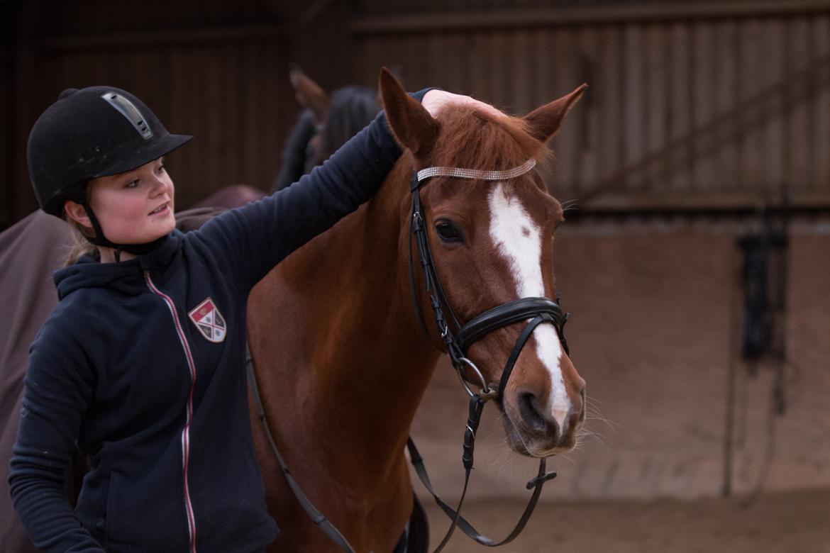 Hollandsk Sportspony Barrichello  - Altid med, aldrig uden!
FOTO: Cecilie Graversen billede 14
