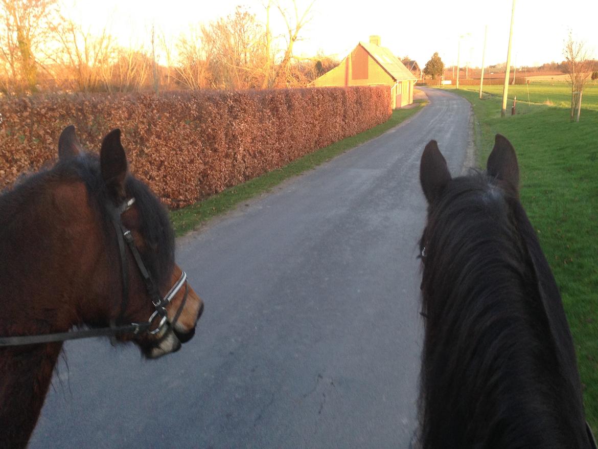 Frieser Hero billede 9