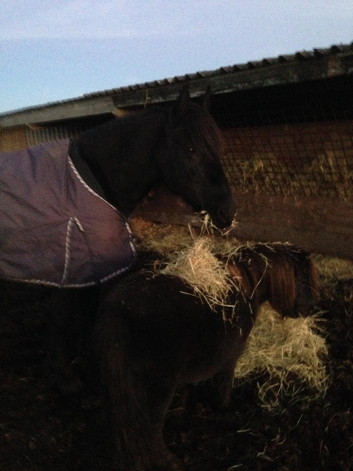 Frieser Hero billede 10