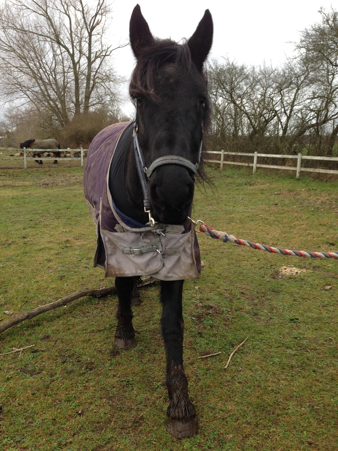 Frieser Hero billede 17