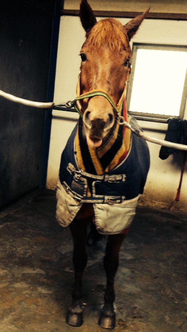 New Forest Spirit (Tidl. part) - Charmetrold :P billede 15