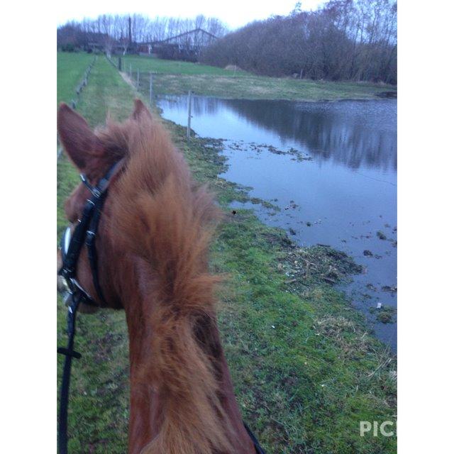 New Forest Spirit (Tidl. part) - En af de mange hyggelige ture :)))) billede 21