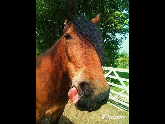 Barockpferd Nynne billede 2