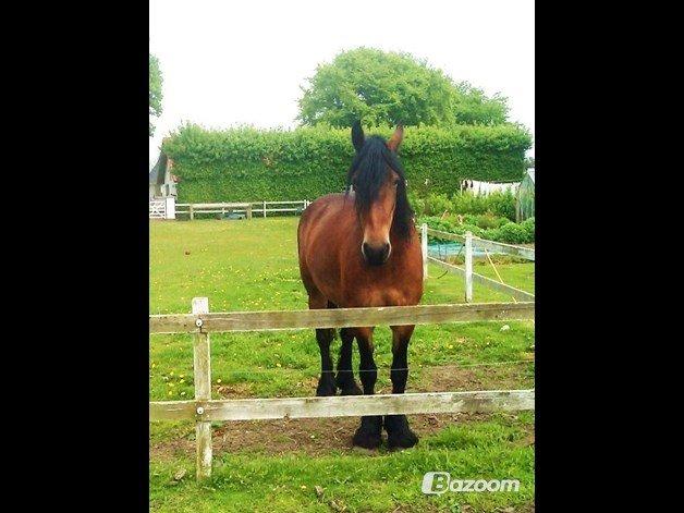 Barockpferd Nynne billede 3