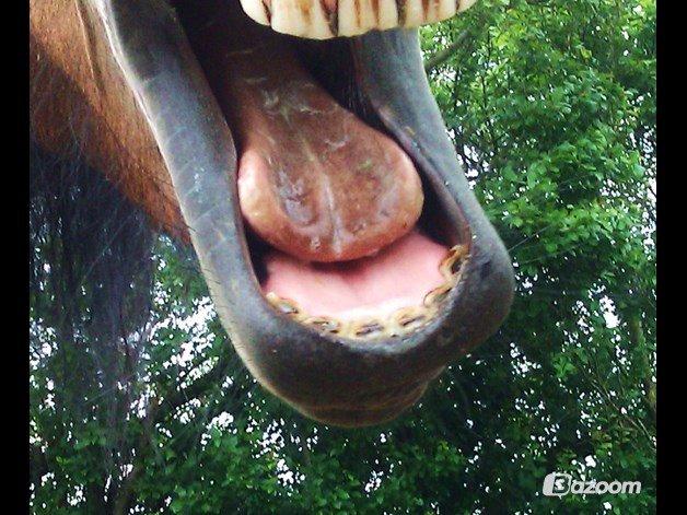 Barockpferd Nynne billede 4