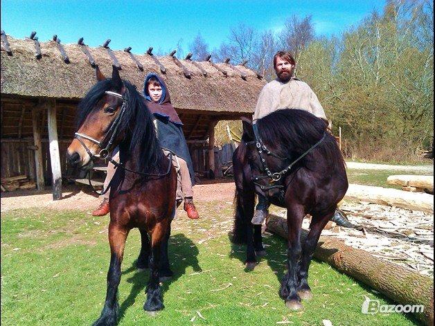 Barockpferd Nynne billede 6