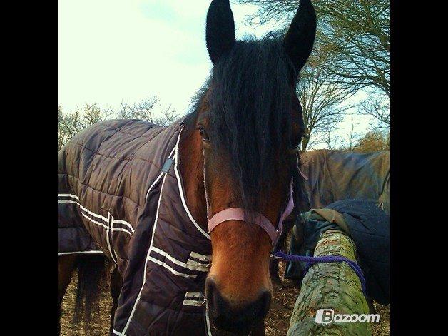 Barockpferd Nynne - Velkommen til Nynnes profil :) billede 1