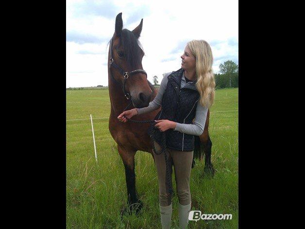 Barockpferd Nynne billede 7