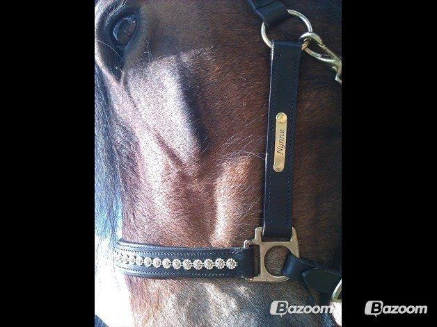 Barockpferd Nynne billede 8