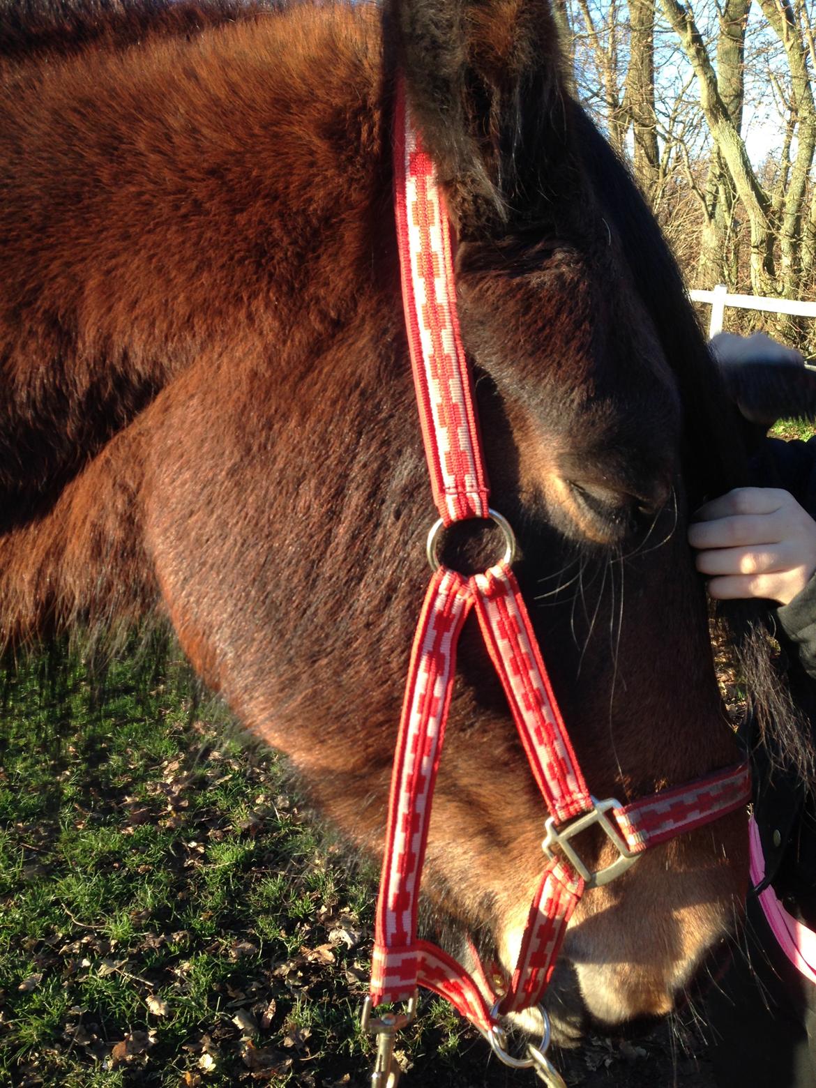 Barockpferd Nynne billede 5