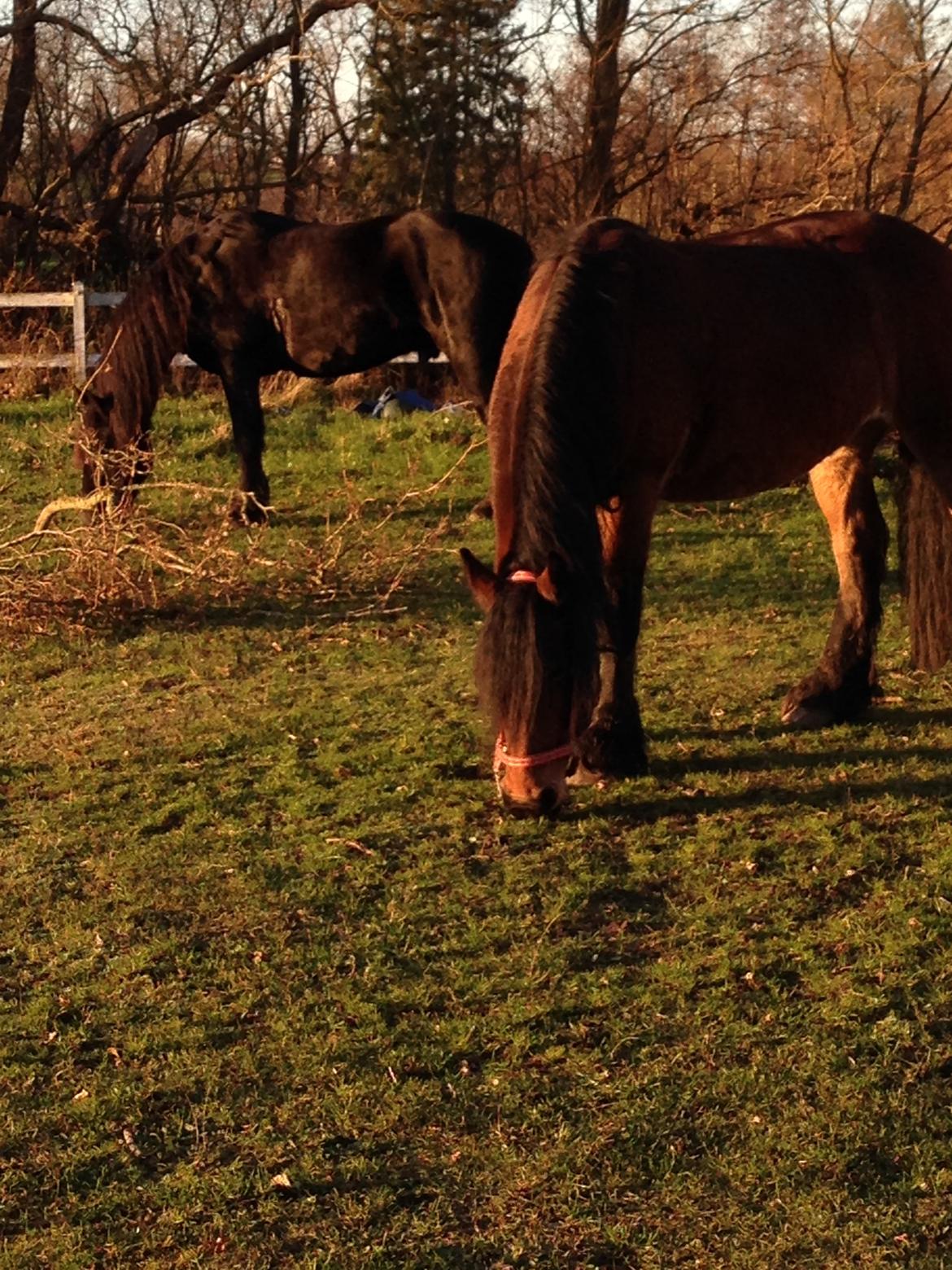 Barockpferd Nynne billede 9