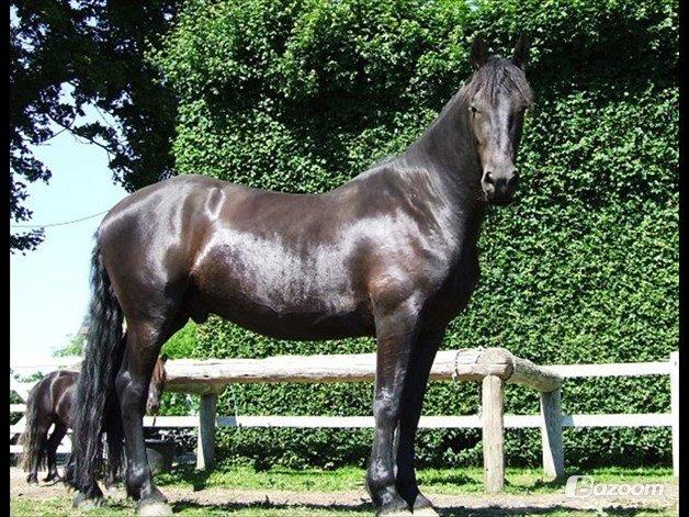 Frieser Hero billede 19