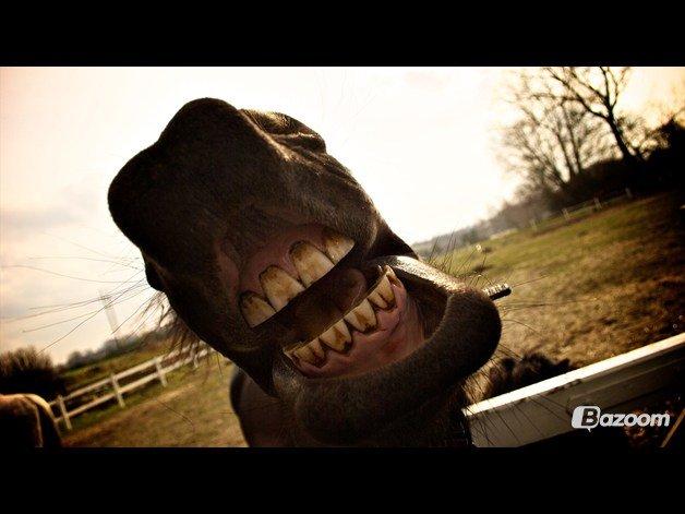 Frieser Hero billede 14