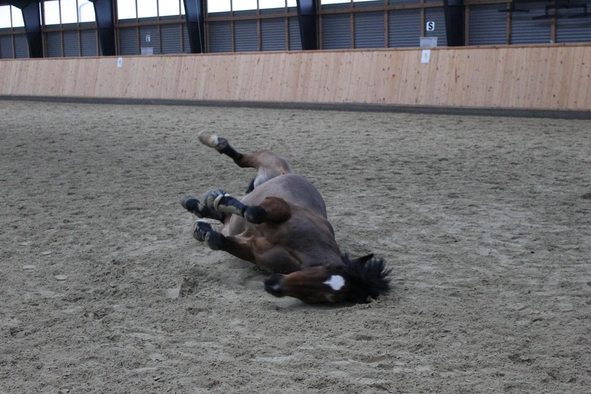 New Forest | Elmholts Scharett billede 13