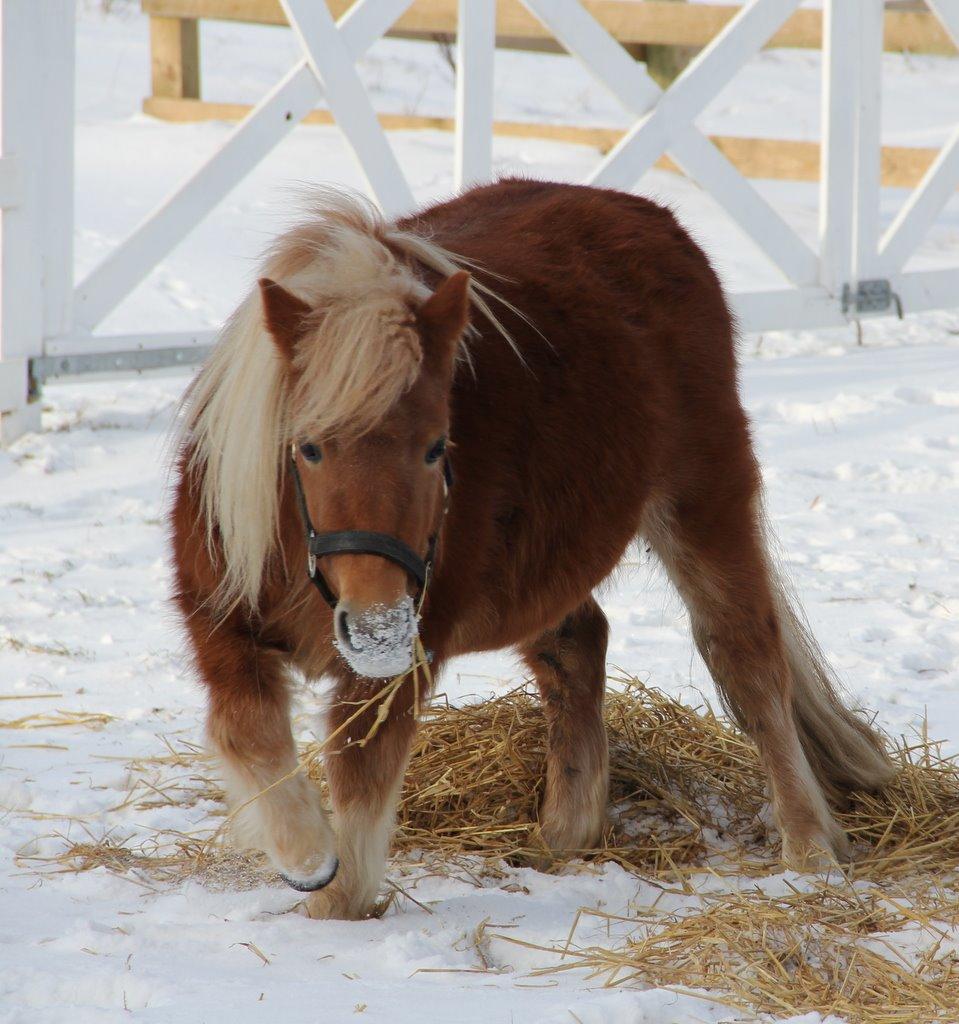 Shetlænder Jack aka. LilleSkid billede 19