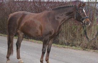 Hannoveraner Felina - Felina da vi købte hende:-)
 billede 4