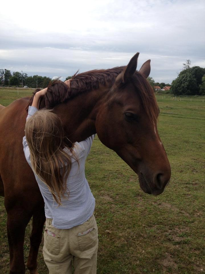 Hannoveraner Felina - Min lillesøster og dejlige Felina billede 5