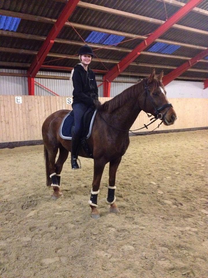 Hannoveraner Felina - Da Felina var i ridning hos nd horseteam billede 6