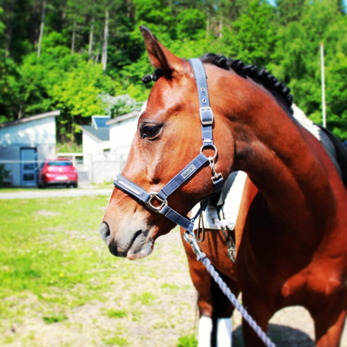 DSP Haahr's Kalahari billede 11